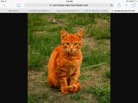 How well do you know warriorcats? Part 2 How well do you know warriorcats? Part 2