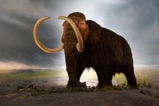 Discover Your Elephant Personality Discover Your Elephant Personality