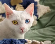 What is your warrior cats name? What is your warrior cats name?