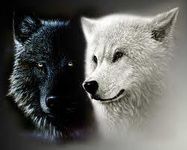 What wolf clan are you in? What wolf clan are you in?