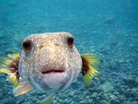 Which Fish Are You? Which Fish Are You?