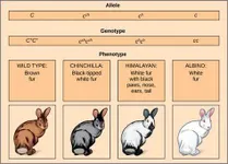 What Rabbit Personality Are You? What Rabbit Personality Are You?