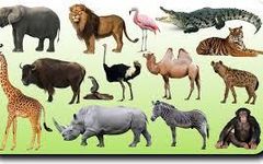 What is your spirit animal? (11) What is your spirit animal? (11)