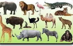 What is your spirit animal? (11) What is your spirit animal? (11)