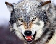 Know Your Wolf Know Your Wolf
