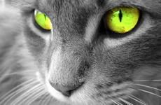 Which Warrior Cat are you? (of my OC's) Which Warrior Cat are you? (of my OC's)