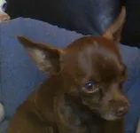 Which Puppy are u? And whats your fur like? Which Puppy are u? And whats your fur like?