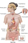Physiology Quiz Physiology Quiz