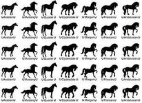 Find your dream horse in 10 questions Find your dream horse in 10 questions