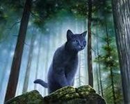 Could you survive being a warrior cat? Could you survive being a warrior cat?