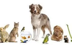 What pet should you have? What pet should you have?