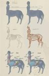 Test Your Knowledge on Centaurs Test Your Knowledge on Centaurs