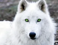 What gnaw wolf of the Beyond are you? What gnaw wolf of the Beyond are you?