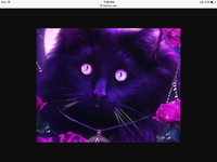 What type of fantasy cat are you? What type of fantasy cat are you?