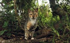 What Is The First Part Of Your Warrior Cat Name? What Is The First Part Of Your Warrior Cat Name?