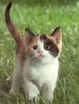 Your Warrior Cat Life Your Warrior Cat Life