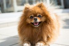 How to take care of a puppy? ( dog ) How to take care of a puppy? ( dog )