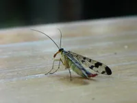 What Insect Are You? What Insect Are You?