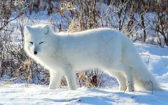 Animal Quiz 4.