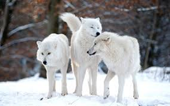 Wolfie quiz Wolfie quiz