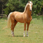 how much do you really know about horses? how much do you really know about horses?