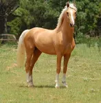 how much do you really know about horses? how much do you really know about horses?