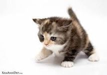 My second how well do you know warrior cats? My second how well do you know warrior cats?