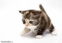My second how well do you know warrior cats? My second how well do you know warrior cats?