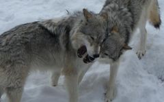 discover your inner wolf by Cleverdragon discover your inner wolf by Cleverdragon