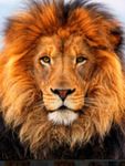 Find out if your a lion or mouse Find out if your a lion or mouse