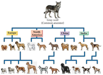 What Wolf Breed Are You Most Like? What Wolf Breed Are You Most Like?