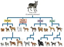 What Wolf Breed Are You Most Like? What Wolf Breed Are You Most Like?