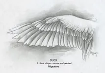What type of wings do you have? What type of wings do you have?