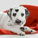 How Much Do You Know About Dogs? How Much Do You Know About Dogs?