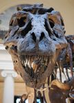 So You Want To Be a Palaeontologist? So You Want To Be a Palaeontologist?