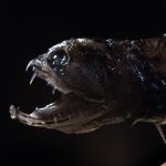 Sea Monsters Quiz Sea Monsters Quiz