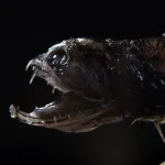 Sea Monsters Quiz Sea Monsters Quiz