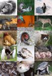 What's Your Animal Behavior Personality? What's Your Animal Behavior Personality?