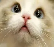 How Funny Are You? How Funny Are You?