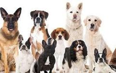 Which dog should you adopt/buy? Which dog should you adopt/buy?