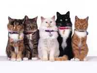 What color cat would you be? What color cat would you be?