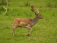 what animal are you (12) what animal are you (12)