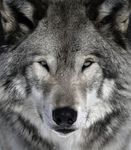 What animal of the canine family are you? What animal of the canine family are you?