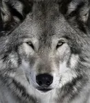What animal of the canine family are you? What animal of the canine family are you?
