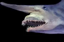 me vertion of what cryptid are you me vertion of what cryptid are you