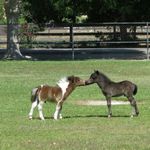 Do you know horses? (1) Do you know horses? (1)