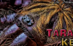 What Tarantula Are You? What Tarantula Are You?
