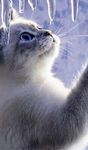 Zoe Jellybeans (IceCat) Zoe Jellybeans (IceCat)