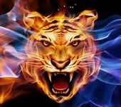 Into The Wild,The Tiger's Shadow Book one Into The Wild,The Tiger's Shadow Book one