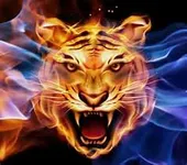 Into The Wild,The Tiger's Shadow Book one Into The Wild,The Tiger's Shadow Book one